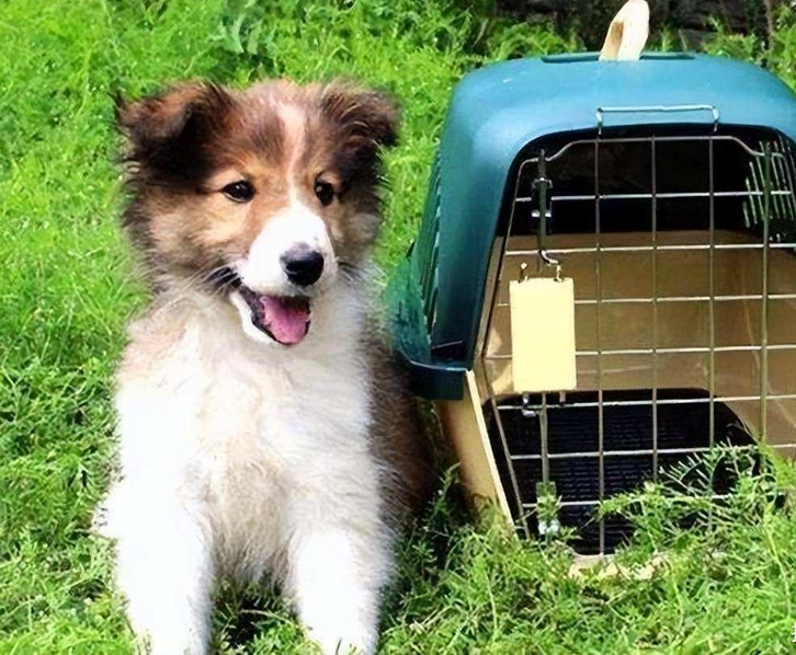 北京機場寵物進口報關(guān)資料