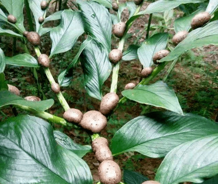 比利時魔芋進(jìn)口報關(guān)