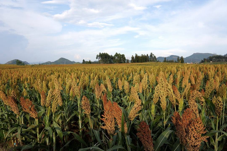 高梁進(jìn)口清關(guān)