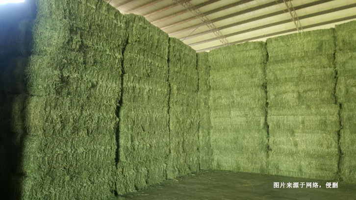 進口加拿大苜蓿草報關資料