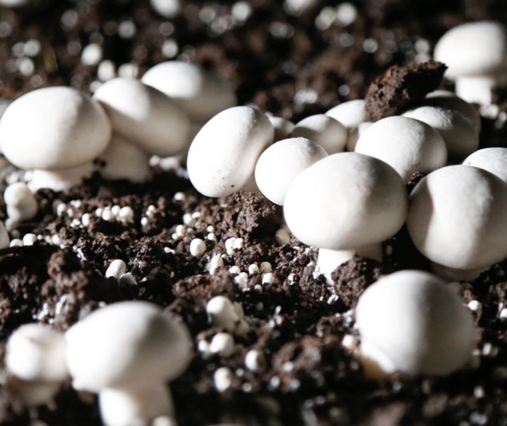 青島進(jìn)口食用菌種報關(guān)公司