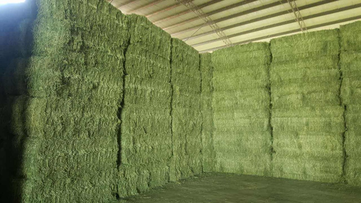 青島進口苜蓿草清關流程