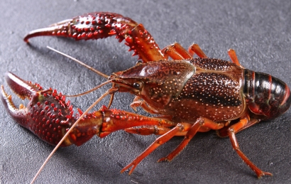 鮮活小龍蝦進口清關(guān)怎么操作？需要多長時間？