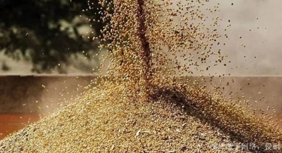 俄羅斯菜籽粕進(jìn)口報關(guān)資料_天津菜籽粕飼料清關(guān)費用