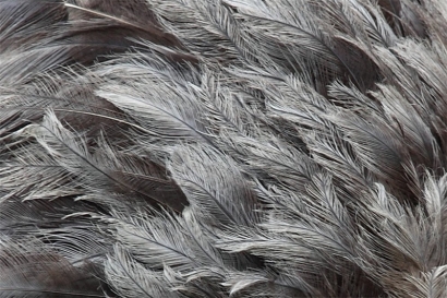 鴕鳥(niǎo)毛進(jìn)口廣西清關(guān)代理流程以及進(jìn)口鴕鳥(niǎo)毛資料