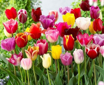 北京機(jī)場鮮花空運(yùn)清關(guān)：荷蘭郁金香進(jìn)口報(bào)關(guān)流程