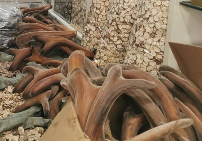 動物源性中藥材新西蘭鹿角進(jìn)口報(bào)關(guān)流程手續(xù)及關(guān)稅