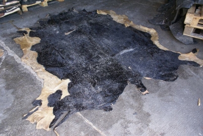 廣州臻力青島進口報關(guān)公司告訴你牛皮進口如何歸類