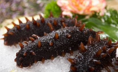 法國冰鮮海參進口報關公司:進口水產品報關流程