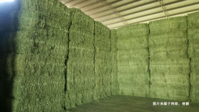 廣州進口哈薩克斯坦苜蓿草報關資料-飼料通關要點