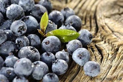 食品進口報關單證，藍莓濃縮粉怎么進口？