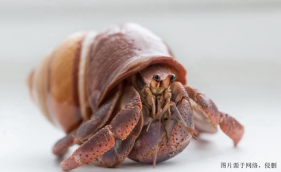 廣州進口摩洛哥椰子蟹報關流程_螃蟹進口清關資料