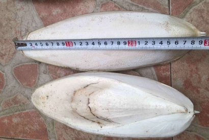 工業用墨魚骨代理報關進口小知識，快來看一下