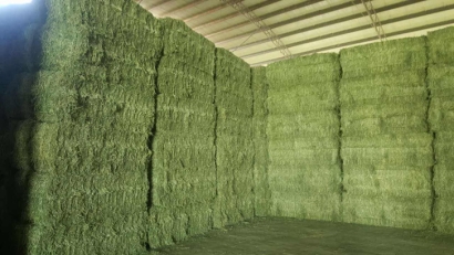 青島進口苜蓿草清關流程？苜蓿草進口準入國家