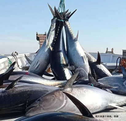 美國金槍魚進口報關費用_省50%冷凍魚清關費用