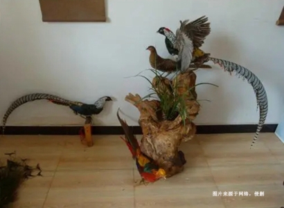 荷蘭蕉鵑生態(tài)動物標(biāo)本進(jìn)口報(bào)關(guān)資料到北京機(jī)場案例