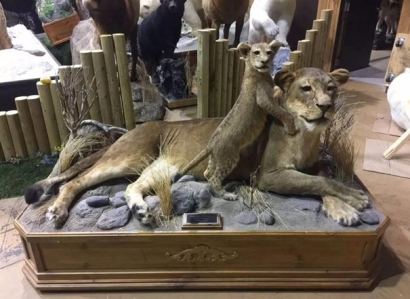 進口動物標(biāo)本清關(guān)/報關(guān)代理要求是怎樣的