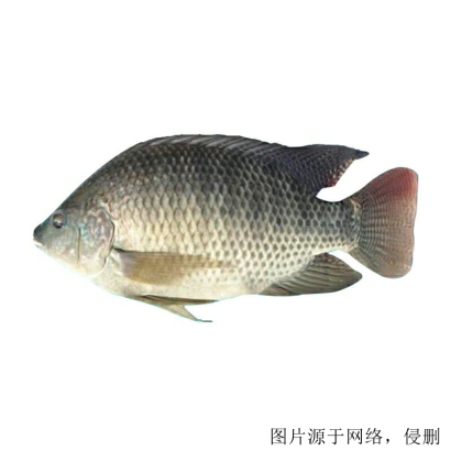 馬來西亞羅非魚進口清關(guān)流程怎么樣，流程詳解