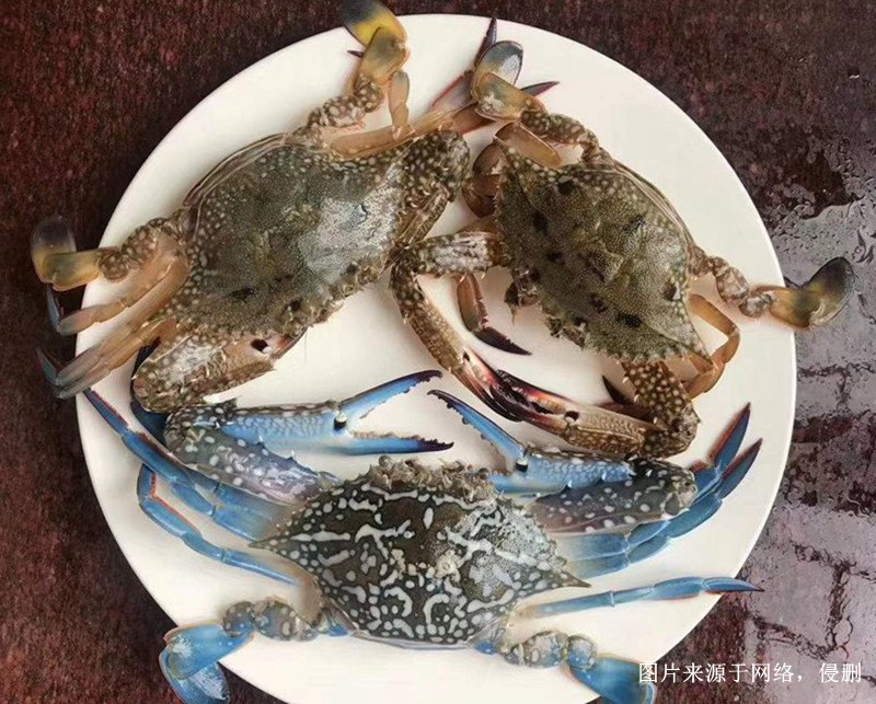 深圳進口冷凍螃蟹報關(guān)流程 深圳進口冷凍螃蟹報關(guān)流程