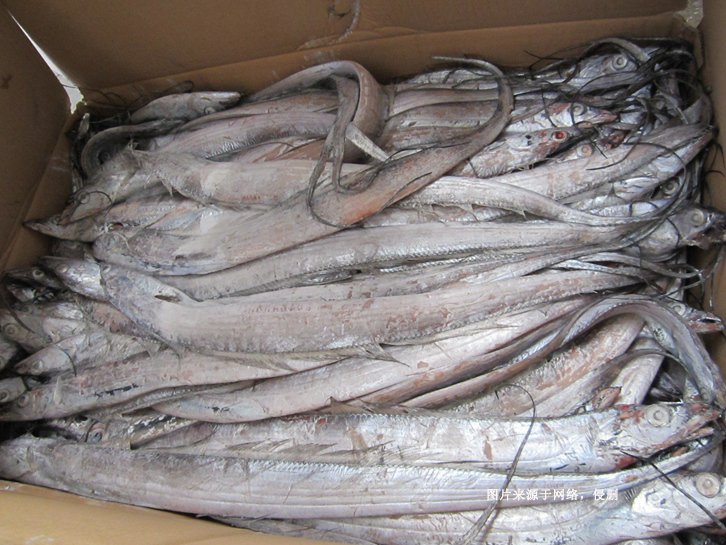 青島進口冷凍帶魚報關資料 青島進口冷凍帶魚報關資料