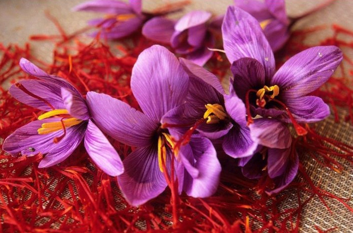 伊朗西紅花進口清關流程 伊朗西紅花進口清關流程