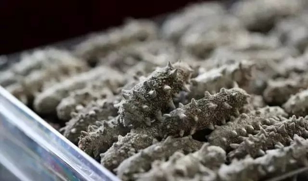 1638263478457227.jpg 進(jìn)口干海參報(bào)關(guān)必看指南_進(jìn)口干海參資質(zhì)_副本.jpg