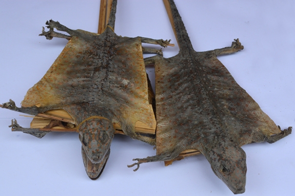 1636018164632847.jpg 泰國(guó)蛤蚧代理進(jìn)口清關(guān)_副本.jpg