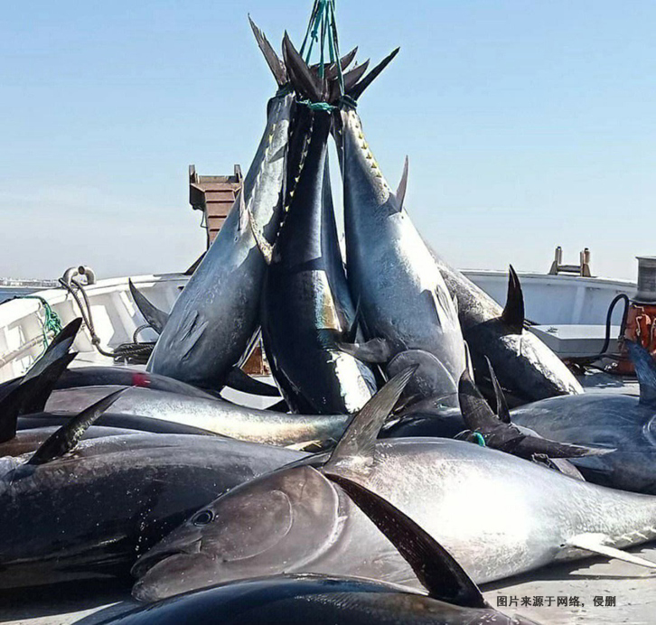 美國(guó)金槍魚(yú)進(jìn)口報(bào)關(guān)費(fèi)用 美國(guó)金槍魚(yú)進(jìn)口報(bào)關(guān)費(fèi)用