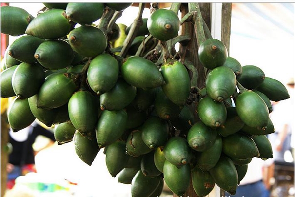 進口檳榔果報關(guān)代理