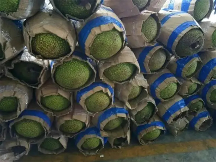 1669201036719012.jpg 進口越南菠蘿蜜空運報關.jpg